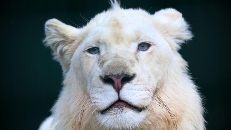 Are White Lions Real?